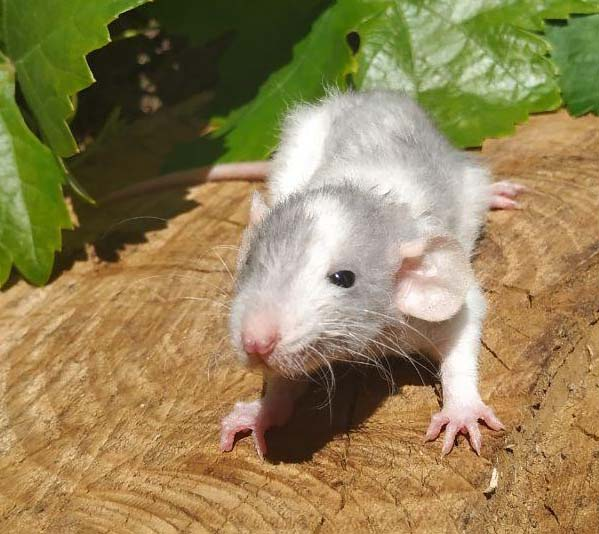 Fancy rat Pet only Rattus norvegicus 