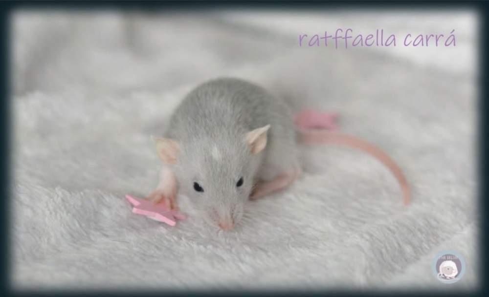 Fancy rat Pet only Rattus norvegicus 