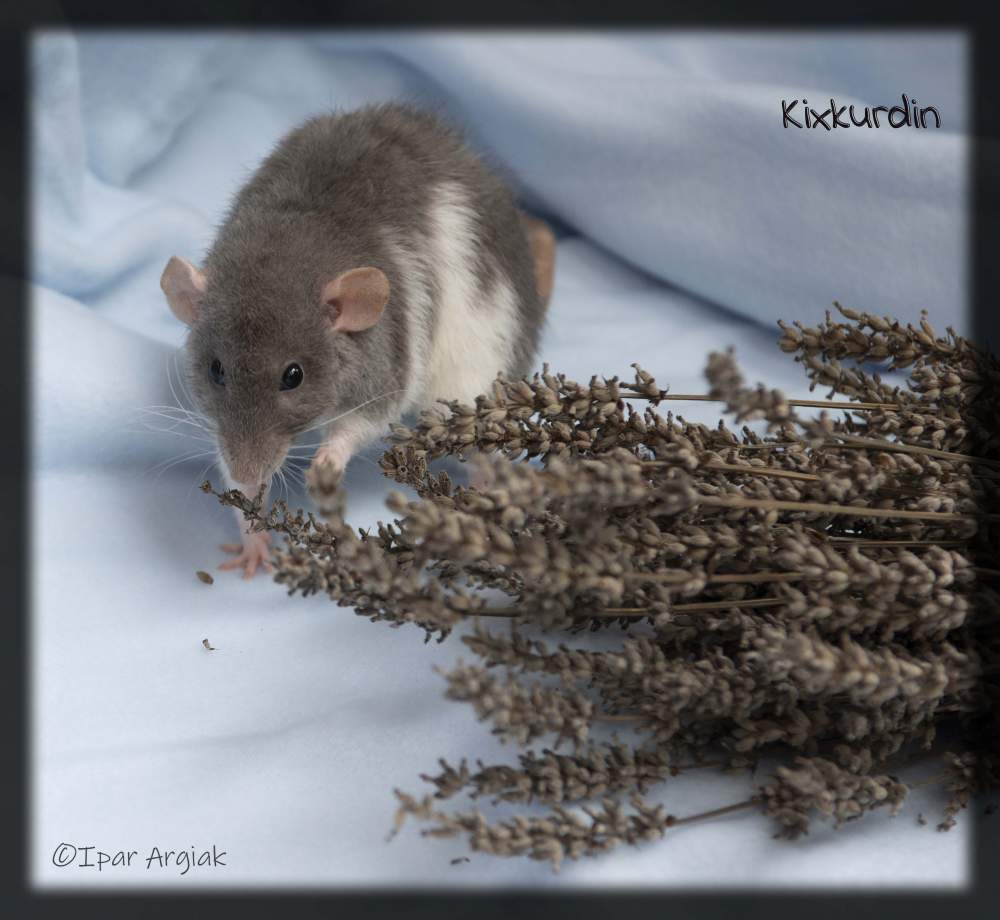 Fancy rat Breeder Rattus norvegicus 