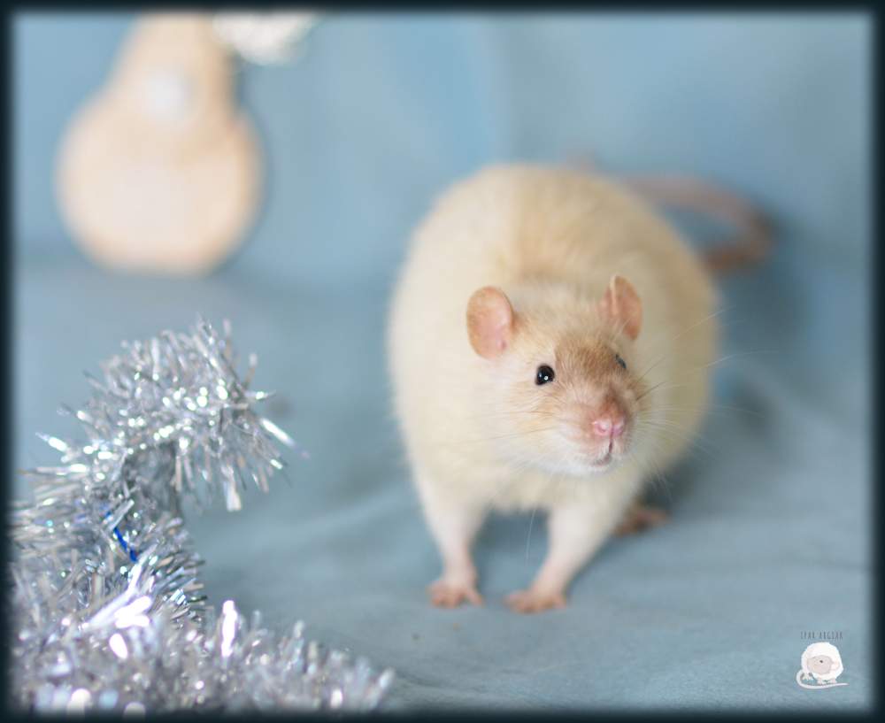 Fancy rat Pet only Rattus norvegicus 