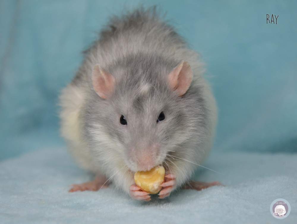 Fancy rat Deceased Rattus norvegicus 