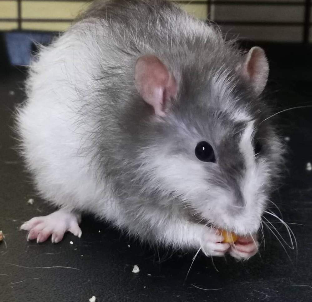 Fancy rat Deceased Rattus norvegicus 