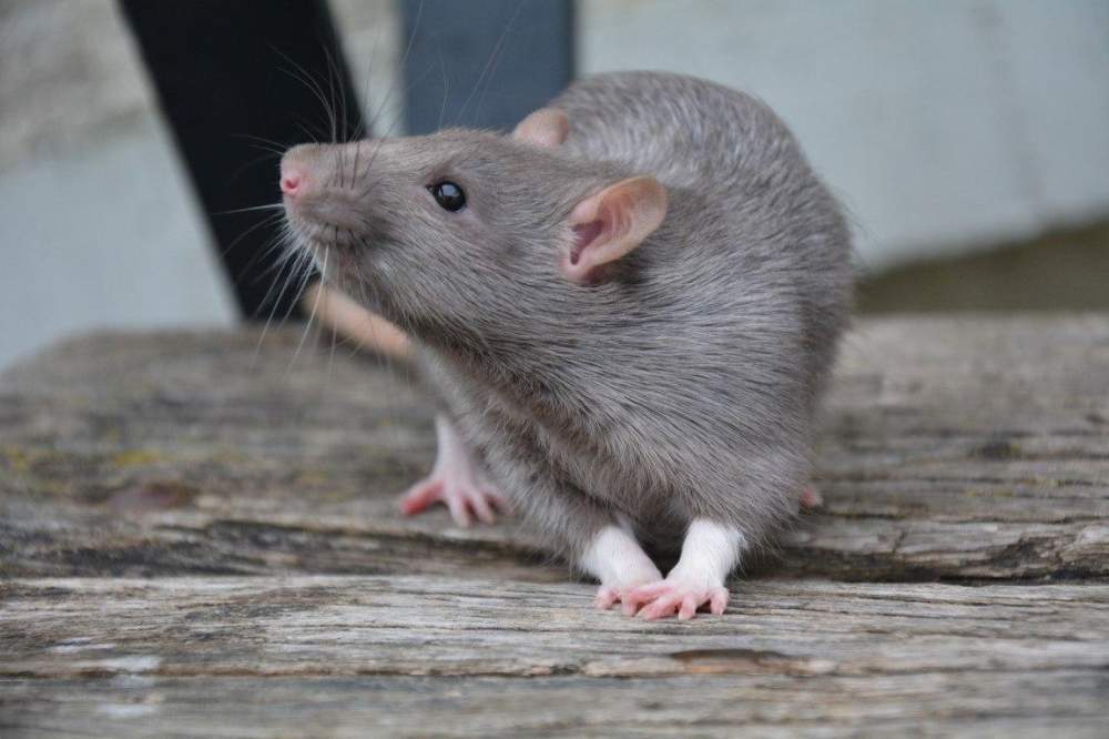 Fancy rat Deceased Rattus norvegicus 