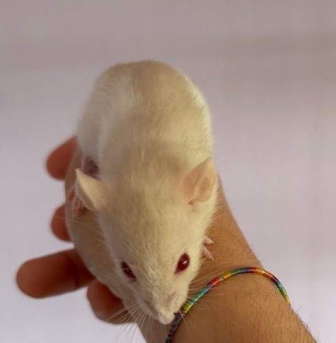 Fancy rat Pet only Rattus norvegicus 
