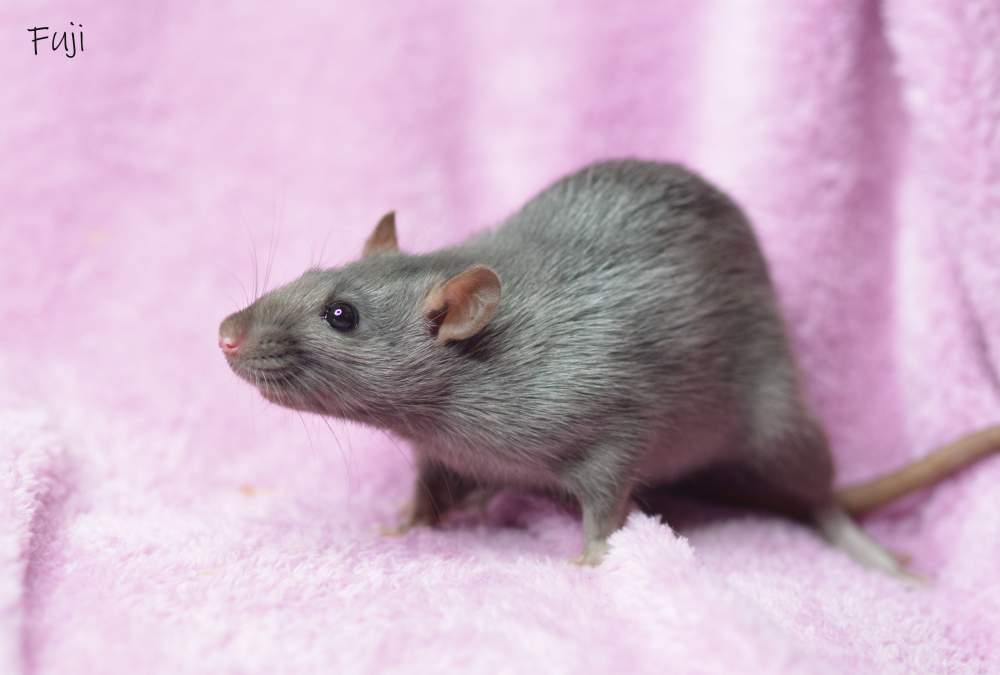 Fancy rat Deceased Rattus norvegicus 