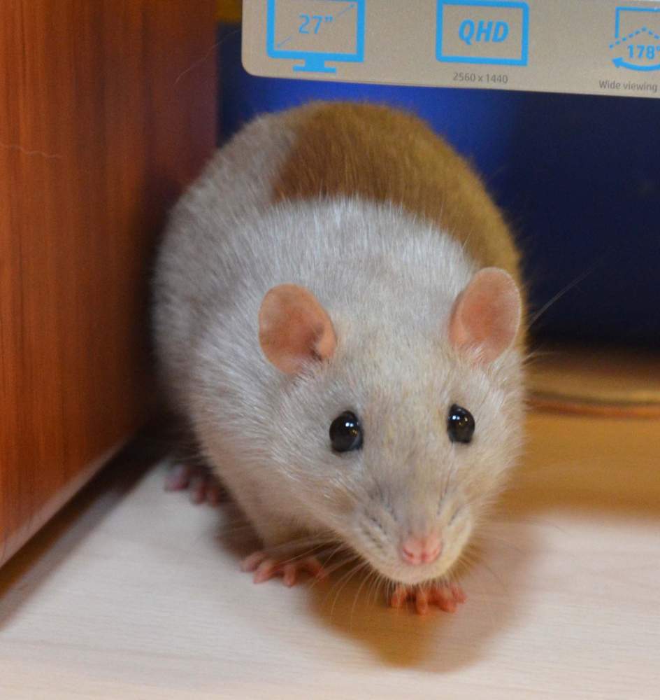 Fancy rat Deceased Rattus norvegicus 