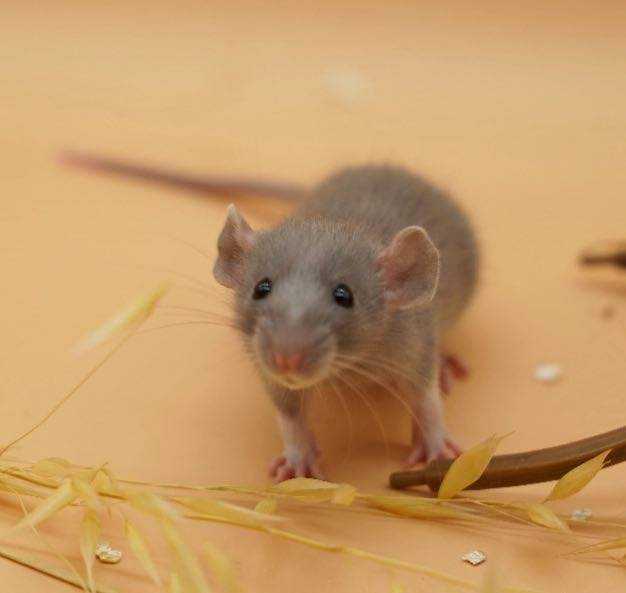 Fancy rat Pet only Rattus norvegicus 