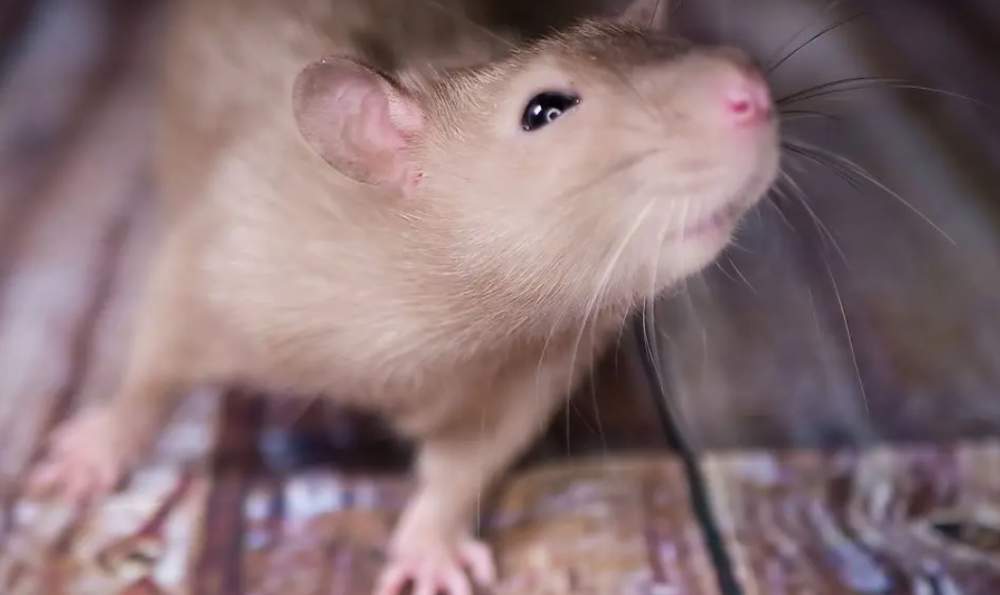 Fancy rat Retired Rattus norvegicus 