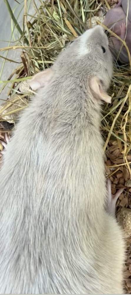Fancy rat Pet only Rattus norvegicus 