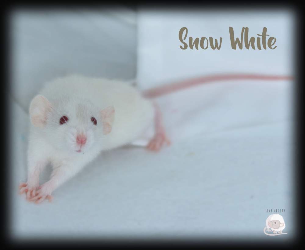 Fancy rat Pet only Rattus norvegicus 
