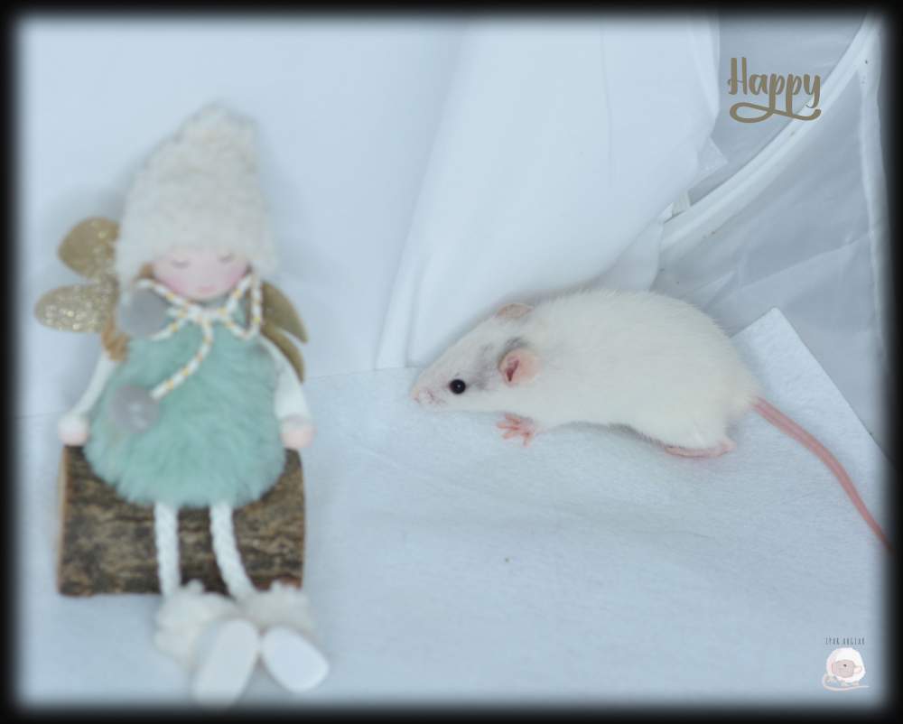 Fancy rat Owned by other Rattus norvegicus 