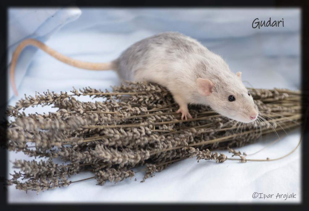 Fancy rat Breeder Rattus norvegicus 