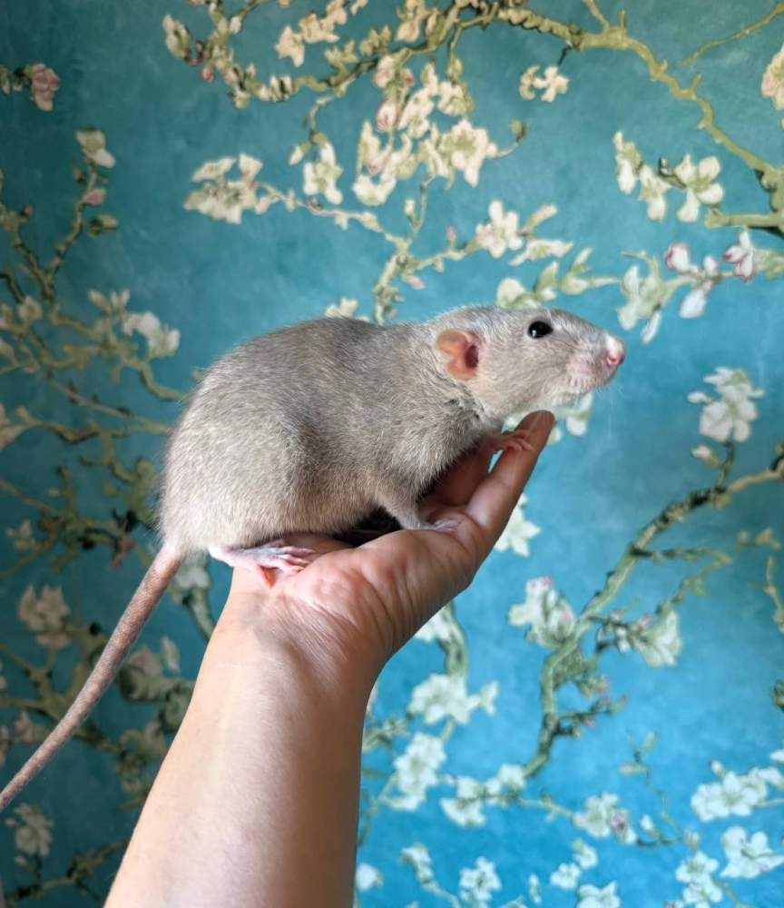 Fancy rat Pet only Rattus norvegicus 