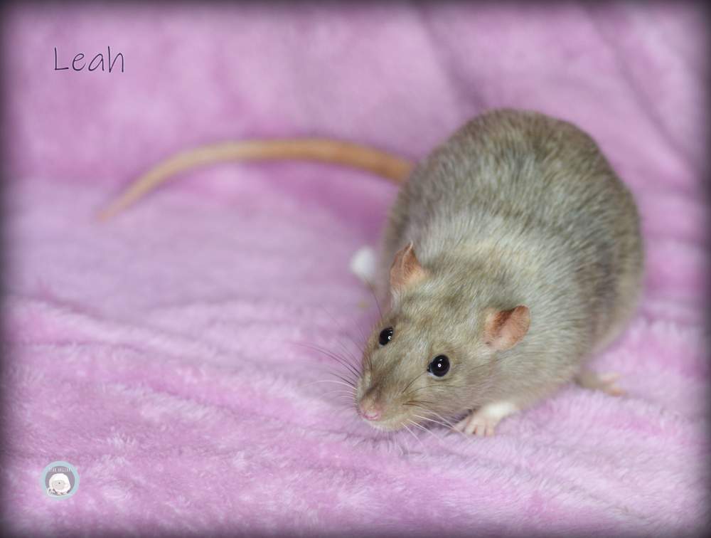 Fancy rat Deceased Rattus norvegicus 