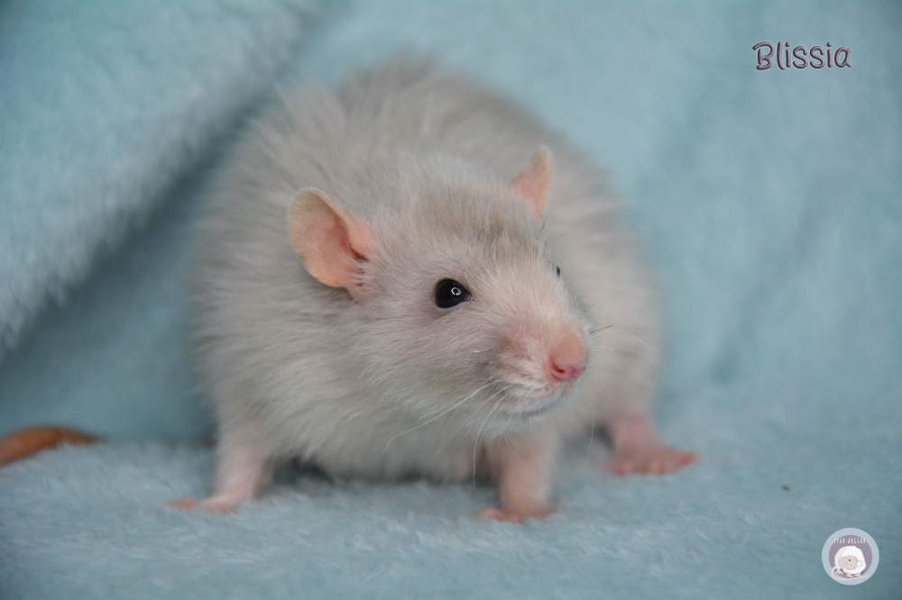 Fancy rat Deceased Rattus norvegicus 