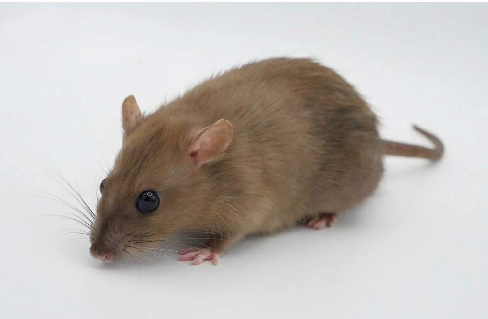 Fancy rat Pet only Rattus norvegicus 