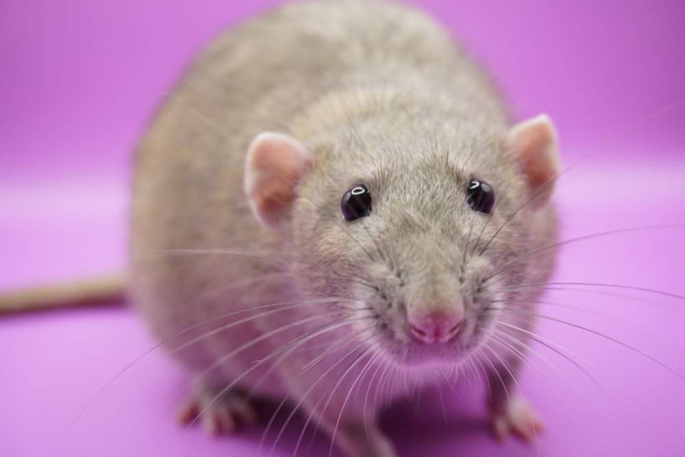 Fancy rat Retired Rattus norvegicus 
