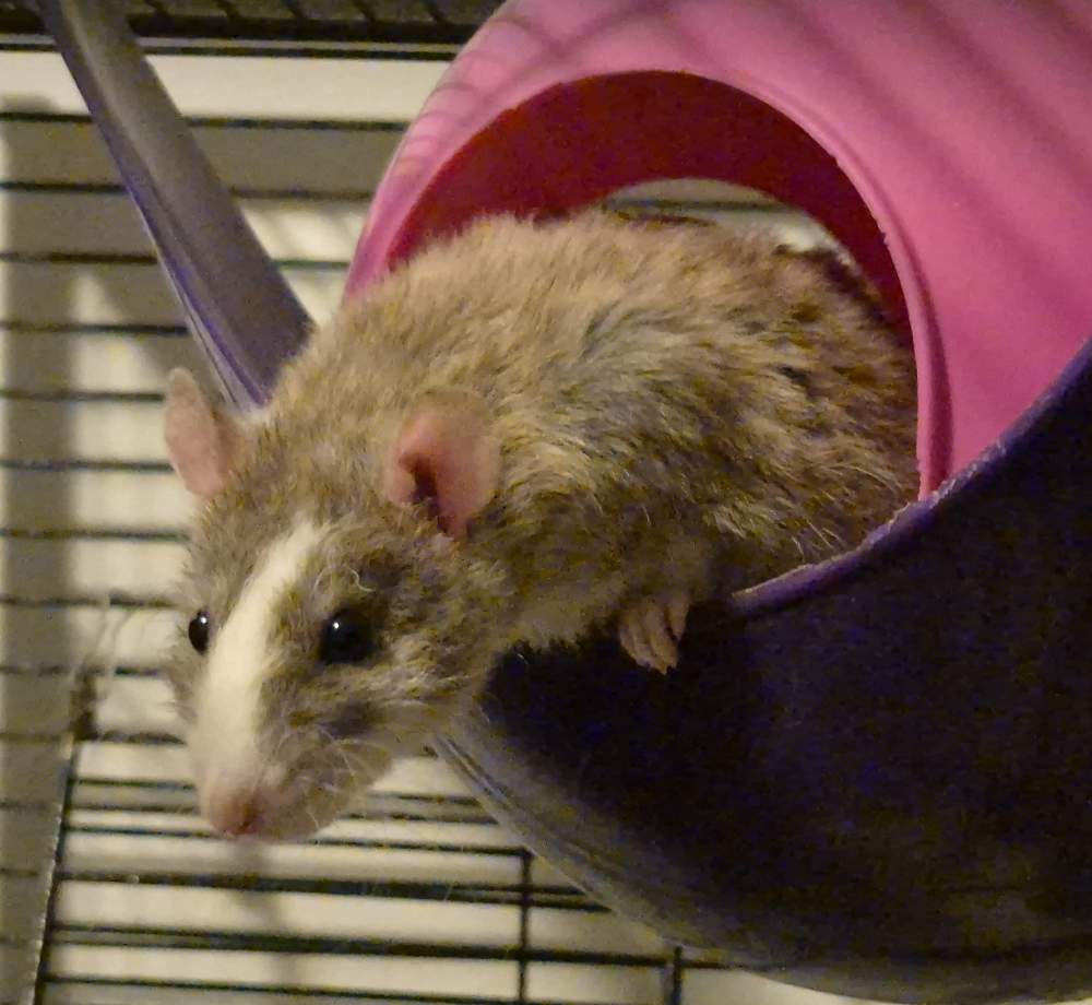 Fancy rat Retired Rattus norvegicus 
