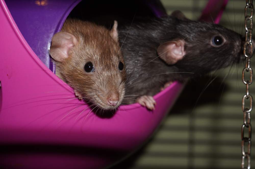 Fancy rat Owned by other Rattus norvegicus 