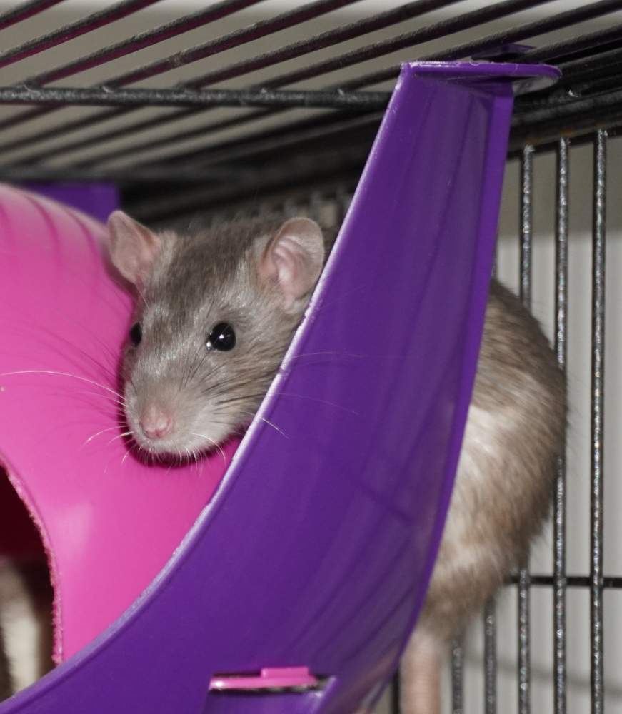 Fancy rat Deceased Rattus norvegicus 