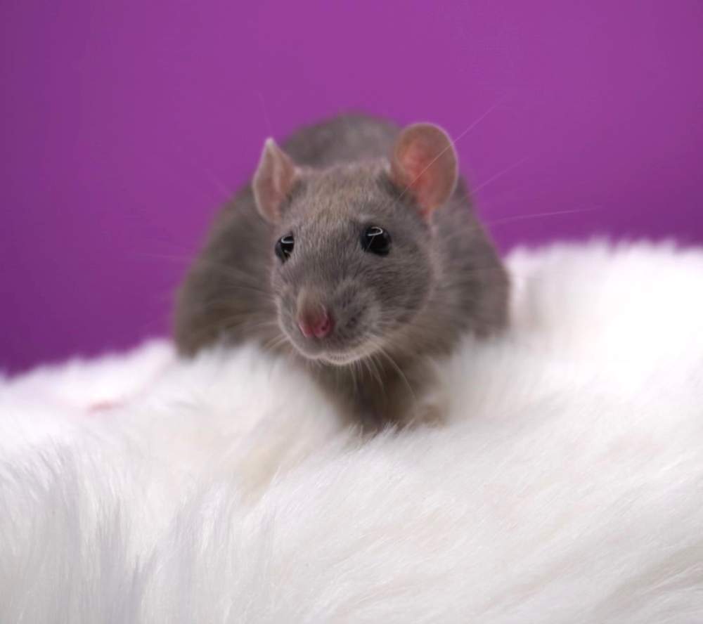Fancy rat Retired Rattus norvegicus 