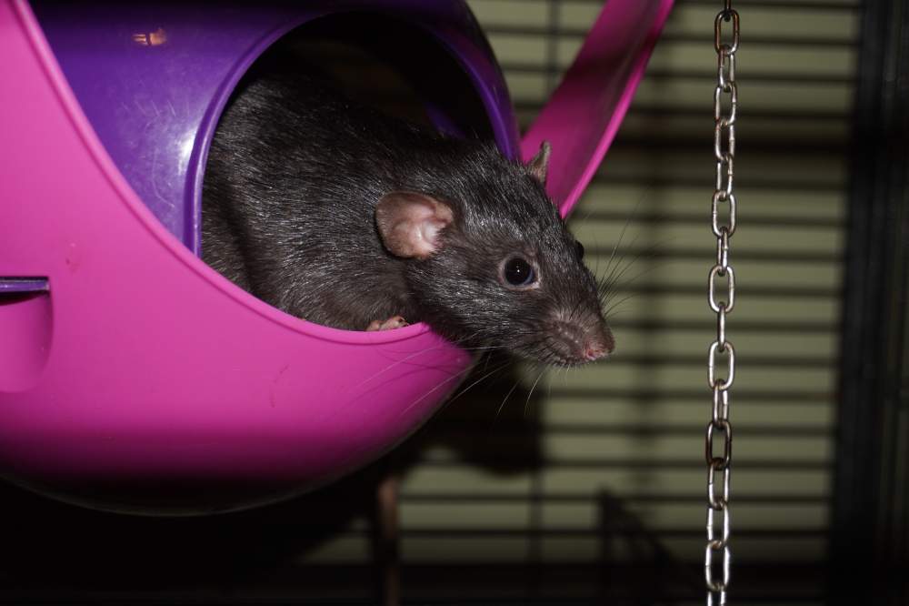 Fancy rat Owned by other Rattus norvegicus 