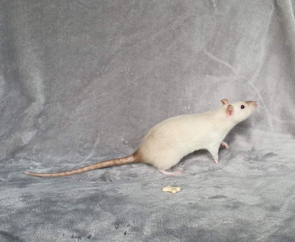 Fancy rat Retired Rattus norvegicus 