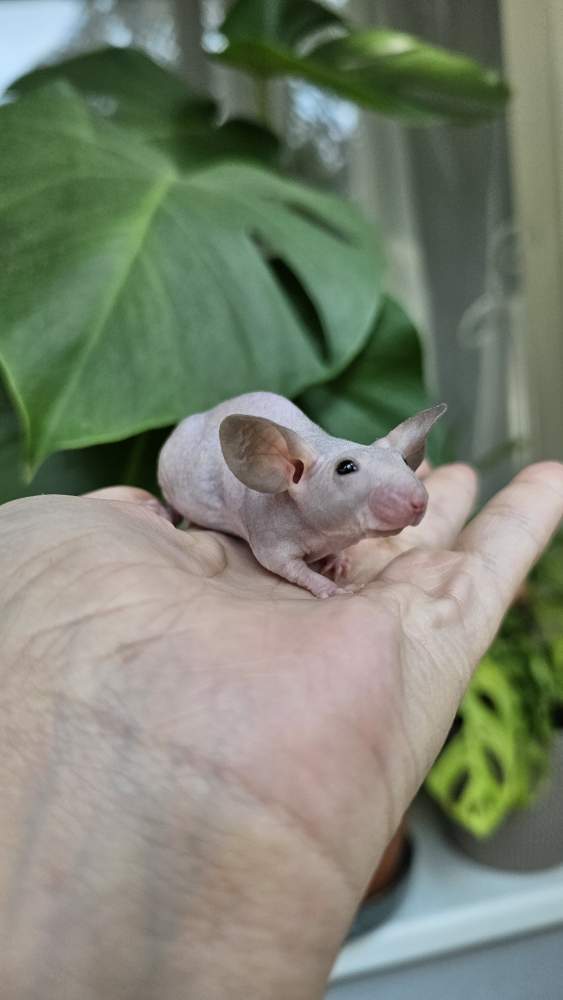 Fancy mouse Rehomed Mus musculus 