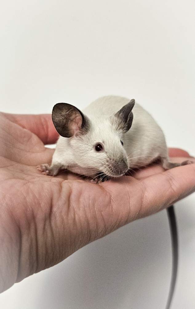 Fancy mouse Deceased Mus musculus 
