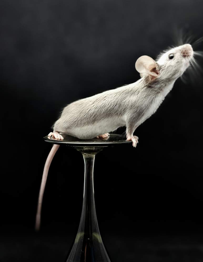 Fancy mouse Breeder Mus musculus 