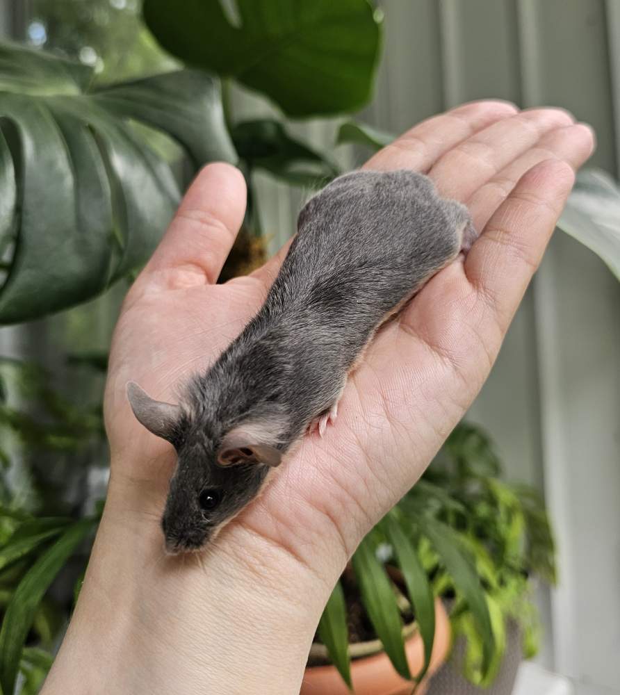 Fancy mouse Deceased Mus musculus 