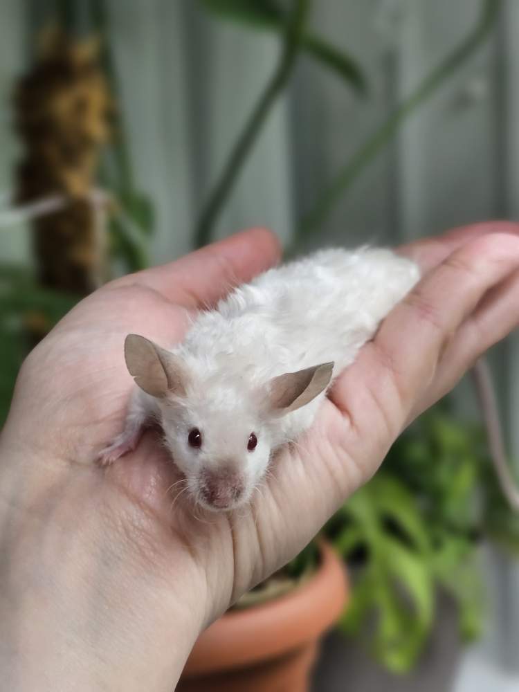 Fancy mouse Deceased Mus musculus 