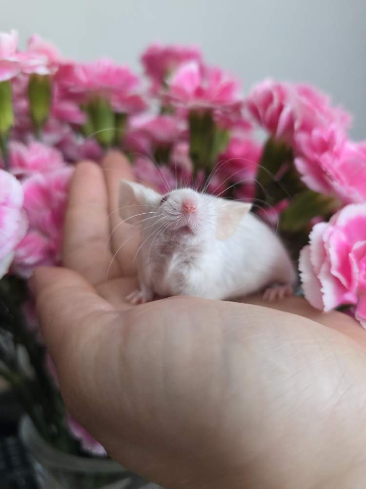 Fancy mouse Breeder Mus musculus 