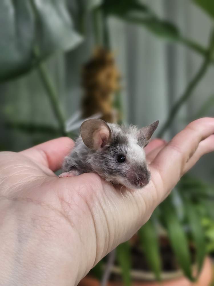 Fancy mouse Breeder Mus musculus 