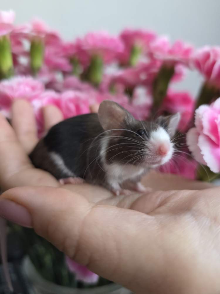 Fancy mouse Breeder Mus musculus 