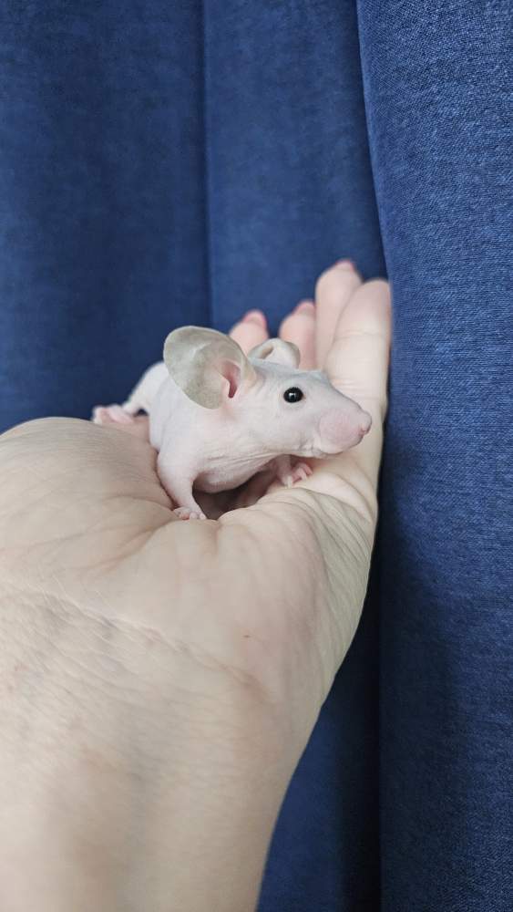 Fancy mouse Rehomed Mus musculus 