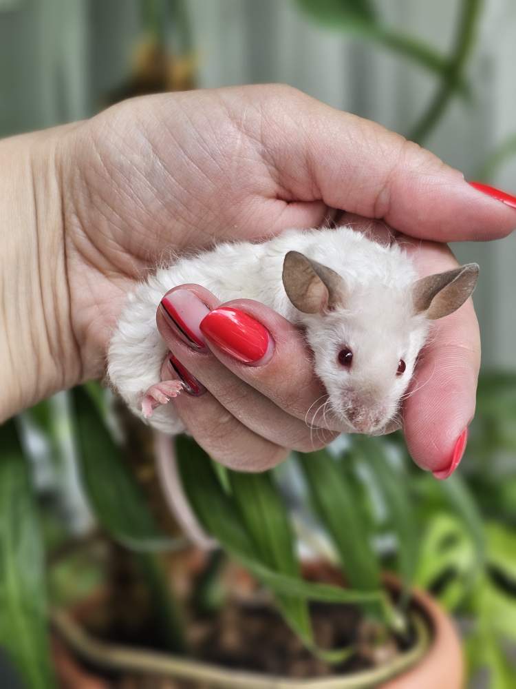 Fancy mouse Breeder Mus musculus 