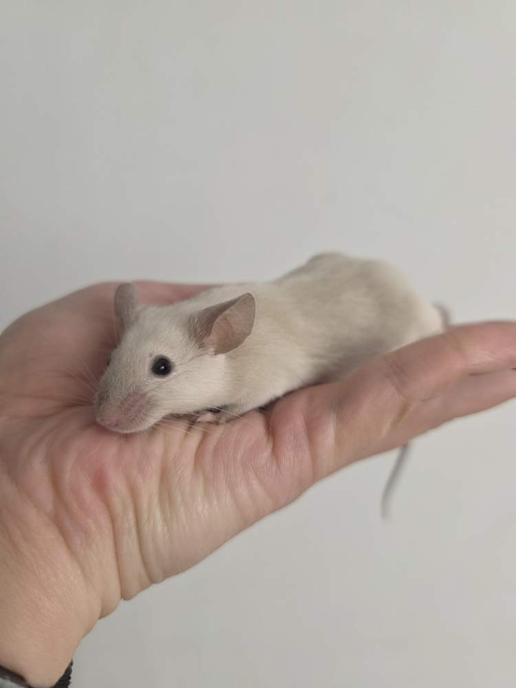 Fancy mouse Breeder Mus musculus 