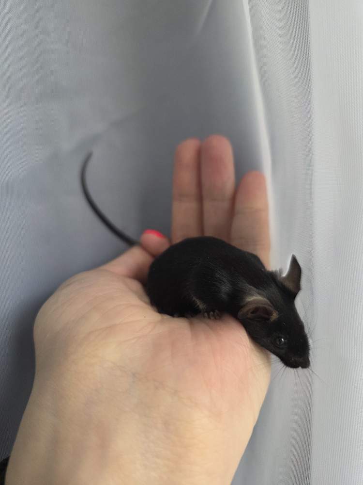 Fancy mouse Breeder Mus musculus 