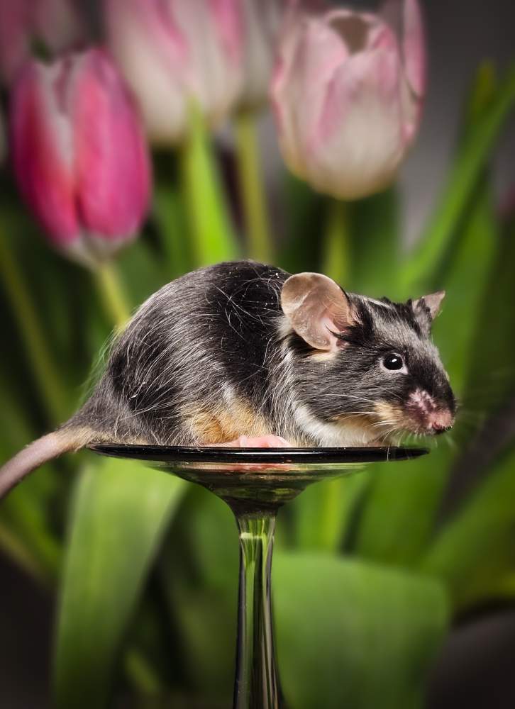 Fancy mouse Rehomed Mus musculus 