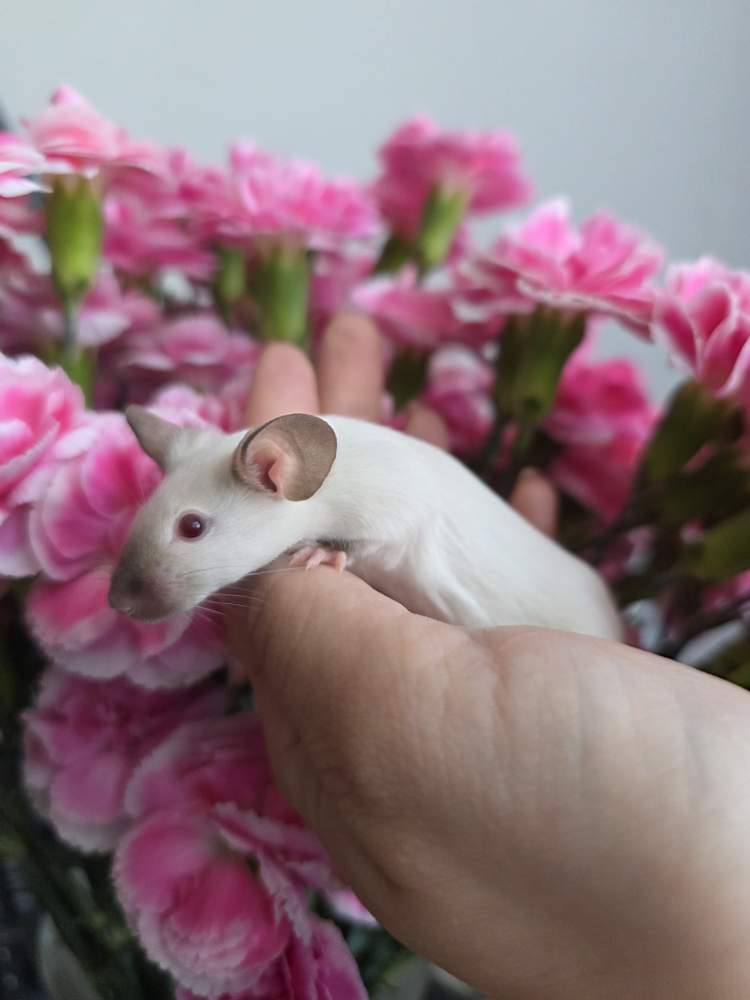 Fancy mouse Breeder Mus musculus 