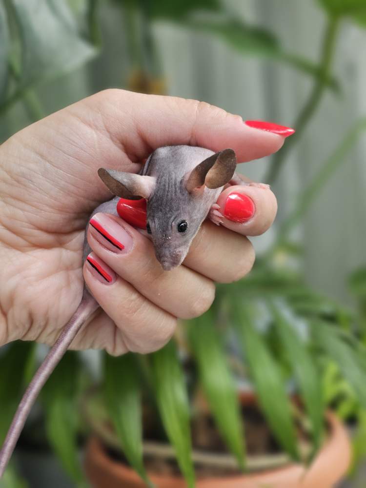 Fancy mouse Pet only Mus musculus 