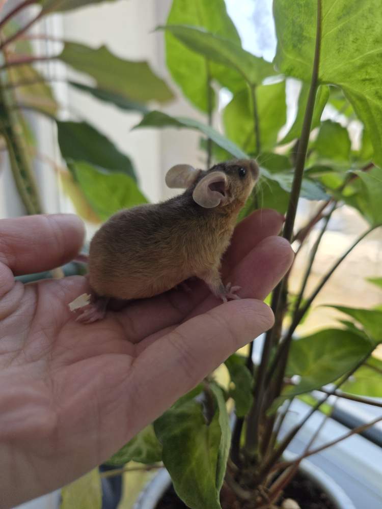 Fancy mouse Pet only Mus musculus 