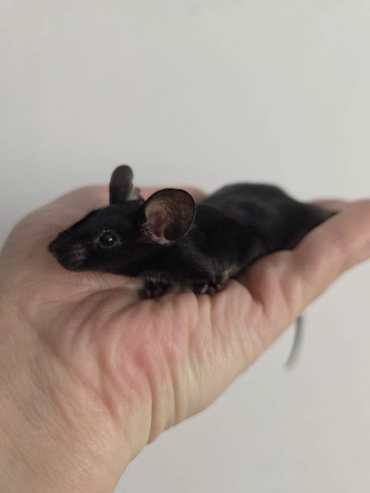 Fancy mouse Breeder Mus musculus 