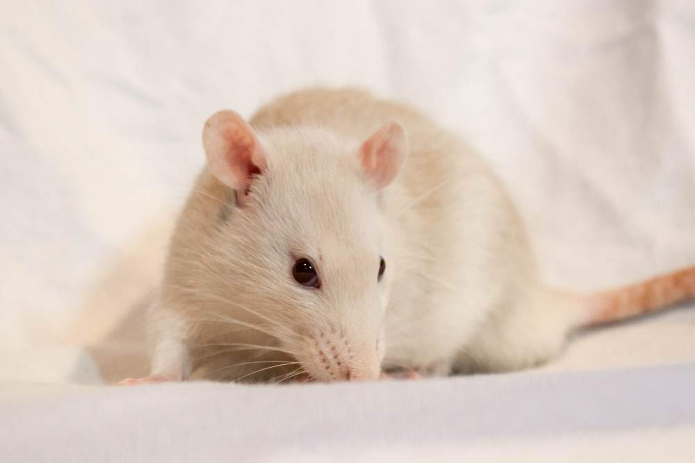 Fancy rat Available for rehoming Rattus norvegicus 