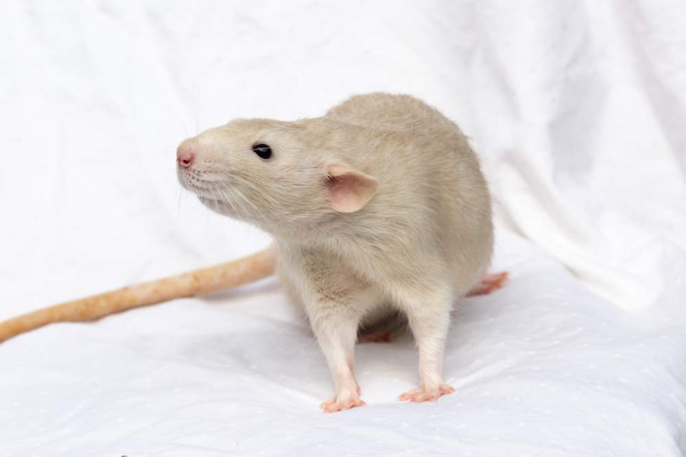 Fancy rat Breeder Rattus norvegicus 