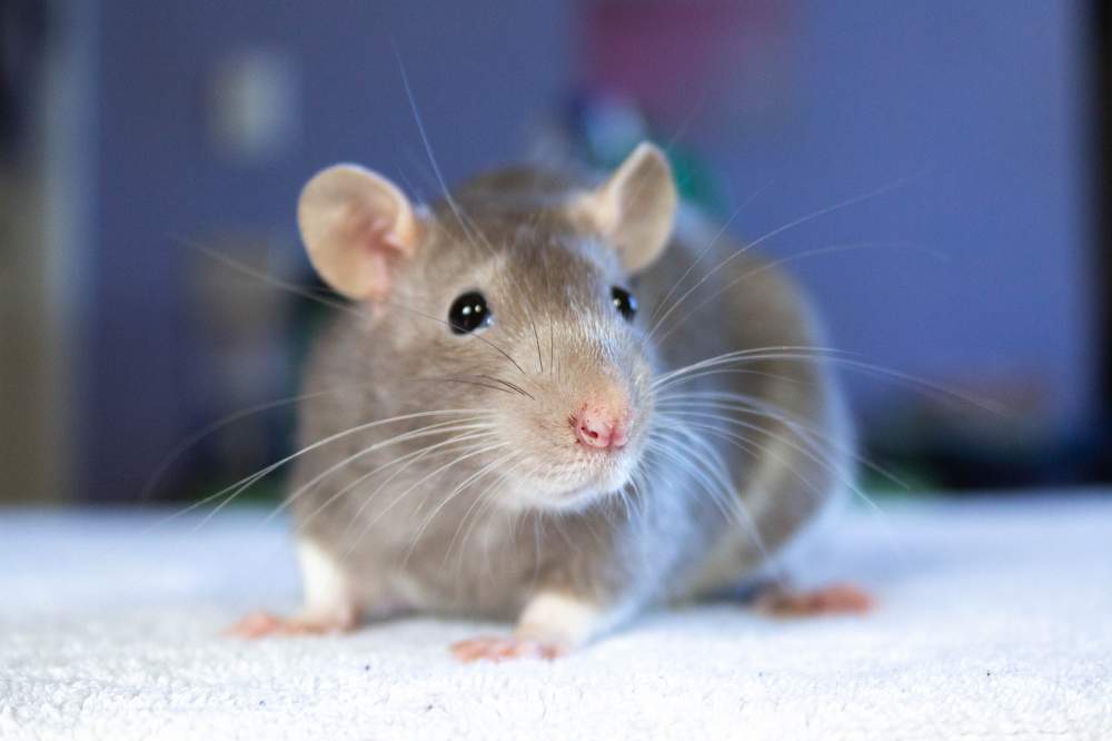 Fancy rat Available for rehoming Rattus norvegicus 