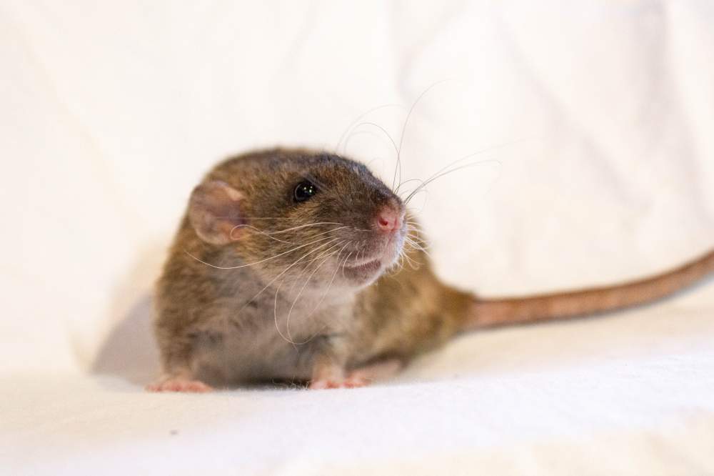 Fancy rat Breeder Rattus norvegicus 