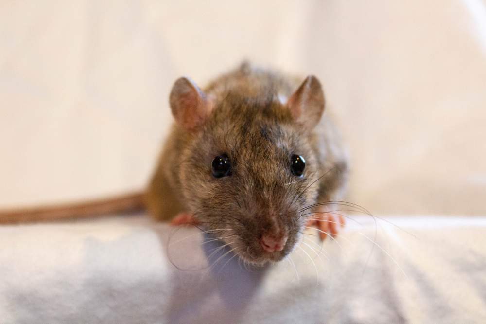 Fancy rat Breeder Rattus norvegicus 