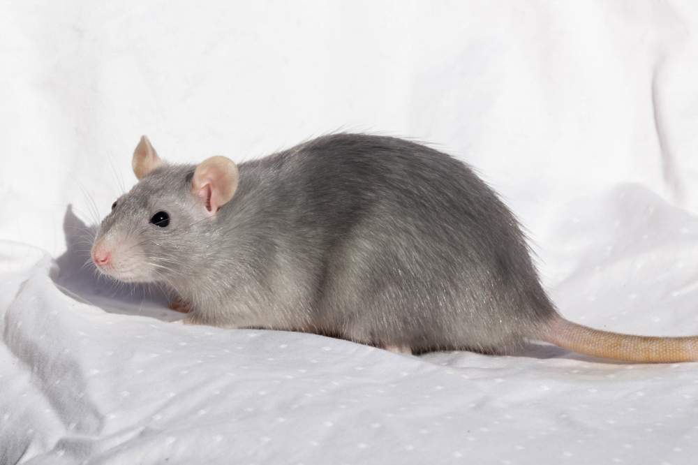 Fancy rat Retired Rattus norvegicus 